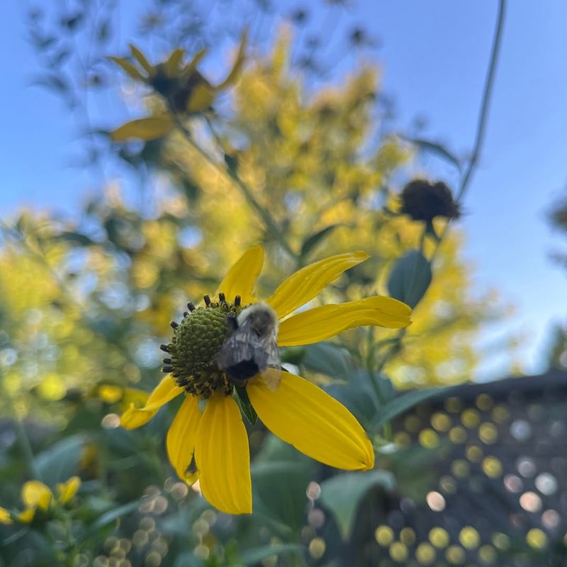 Climate Change Disrupts Bloom Cycles