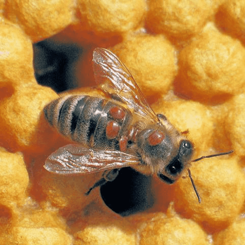 Varroa Mites and Parasites
