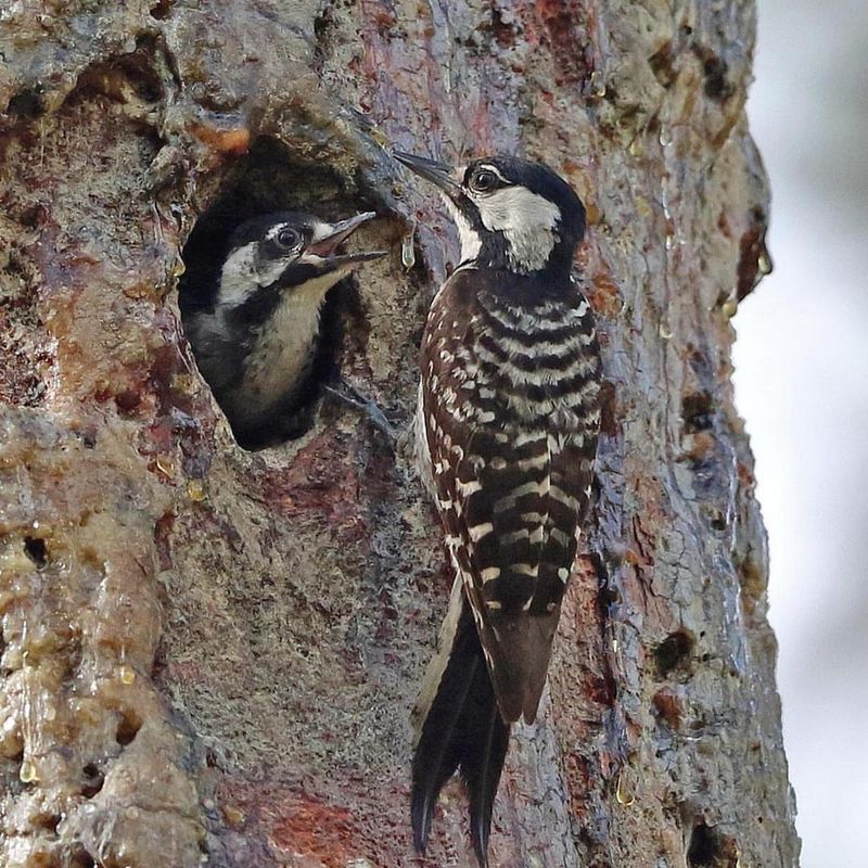 Red-Cockaded Woodpecker