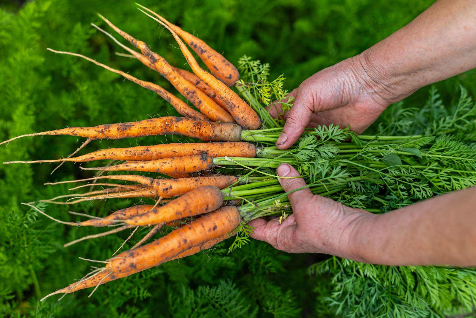 Louisiana Gardeners Are Direct Sowing These Vegetables In December For Easy Success