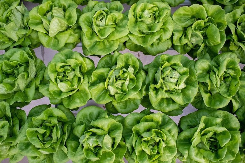 Lettuce Loves Louisiana's Cool Nights