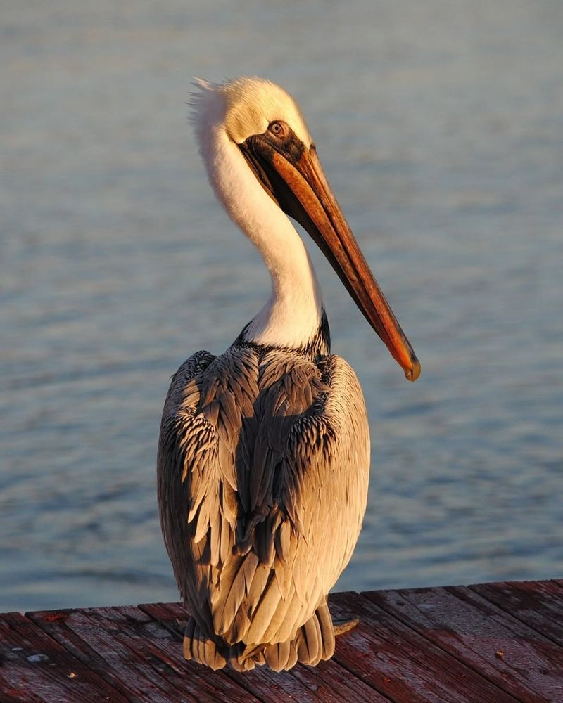 Brown Pelican