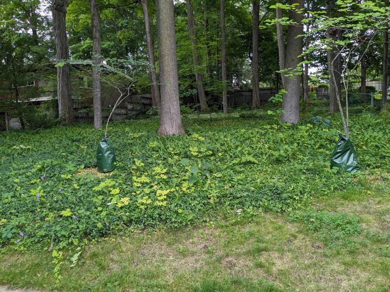 Ivy Blocks Visibility Making Tick Checks Difficult