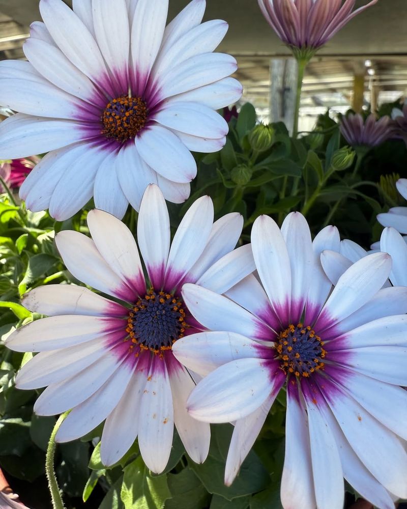 Well-Draining Soil Conditions