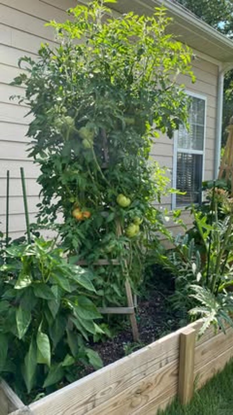 Under Dense Tree Canopies