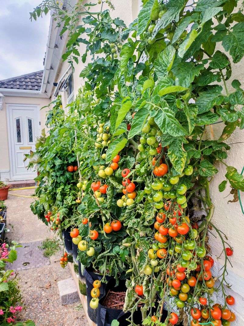 Against North-Facing Walls or Fences