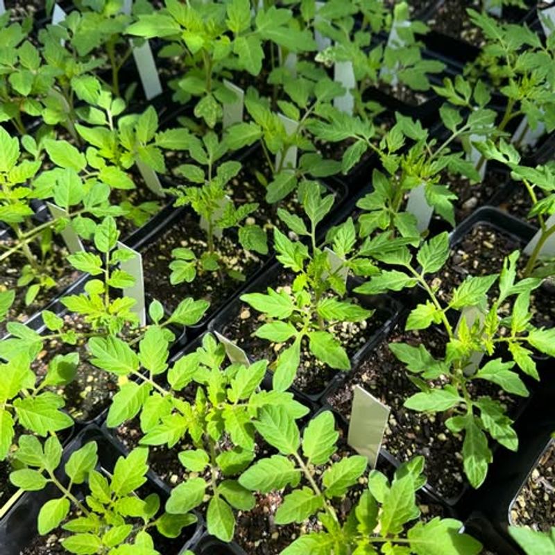 Shaded Spots Under Large Trees