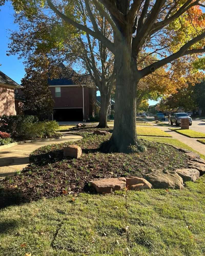Heavily Shaded Spots Under Trees