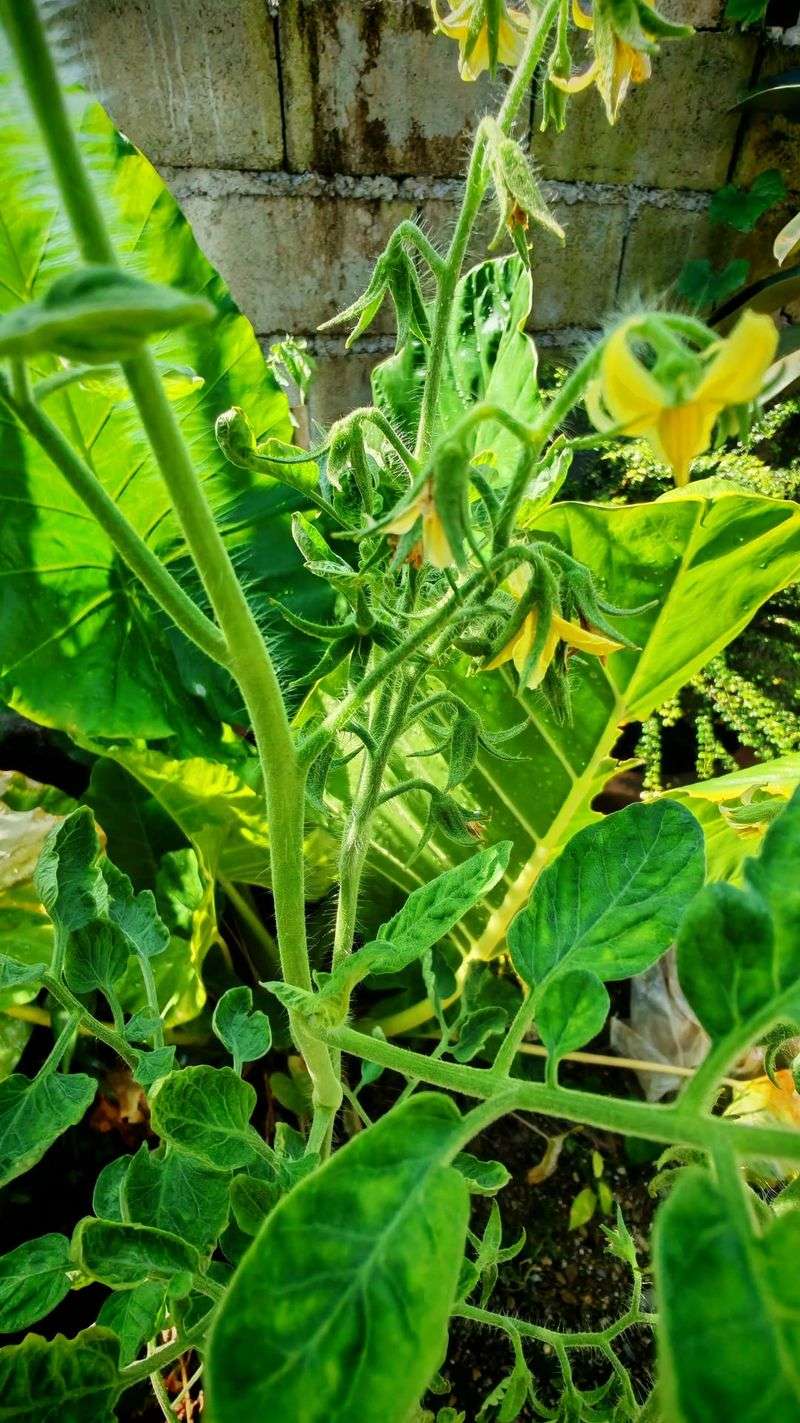 Heavily Shaded North-Facing Spots