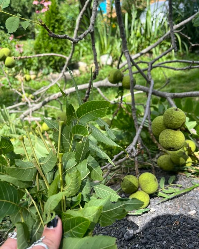 Near Black Walnut Trees