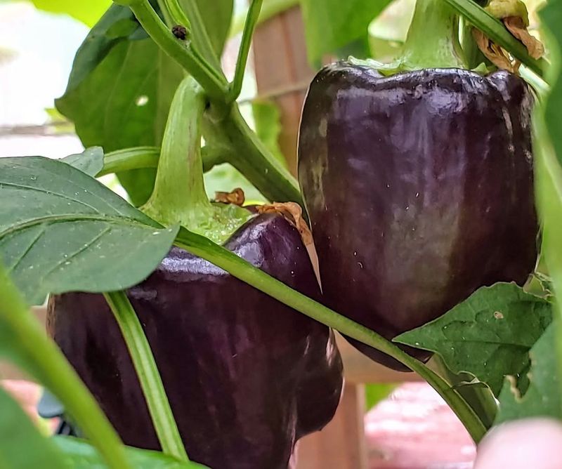 Near Diseased Nightshade Plants