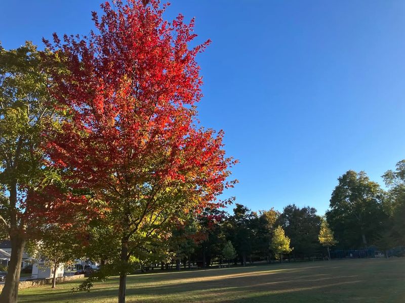 Excellent Street Tree Choice