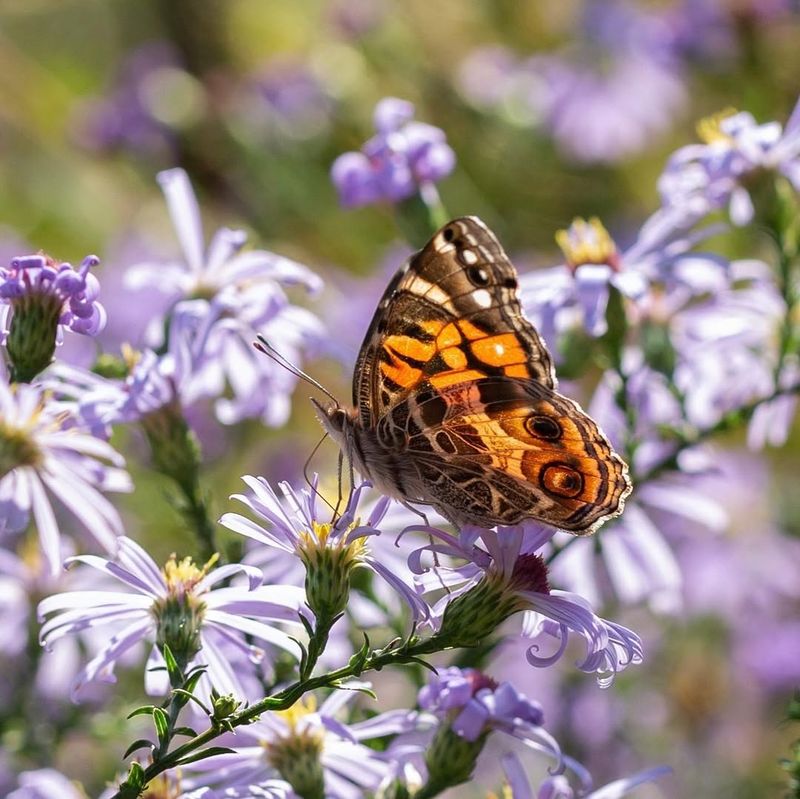 Supports Butterfly Migration Too