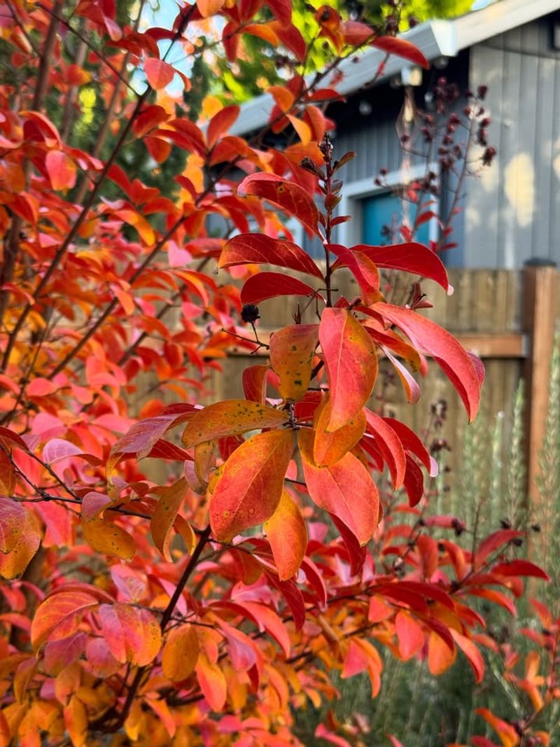 Beautiful Fall Foliage Color