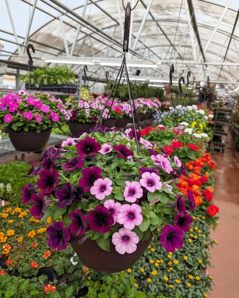 Perfect For Hanging Baskets