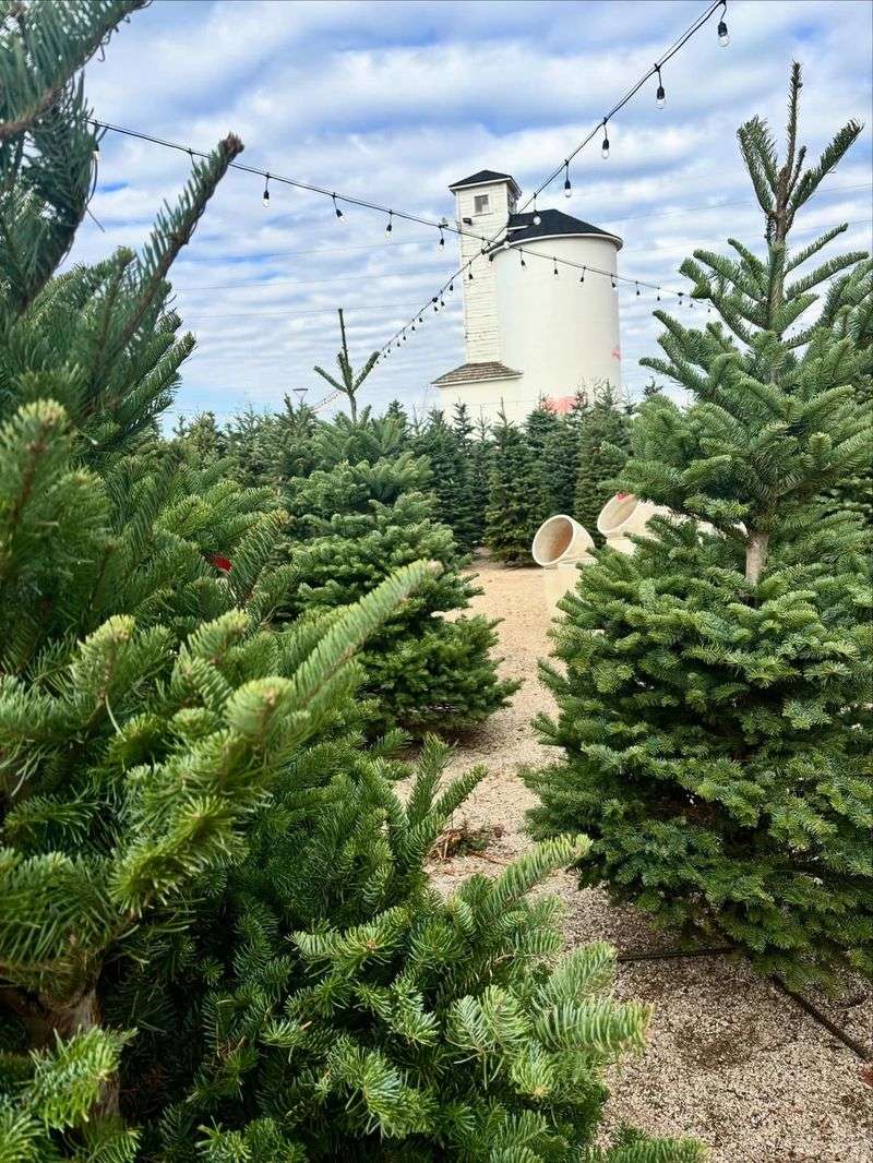 Perfect Privacy Screen Year-Round