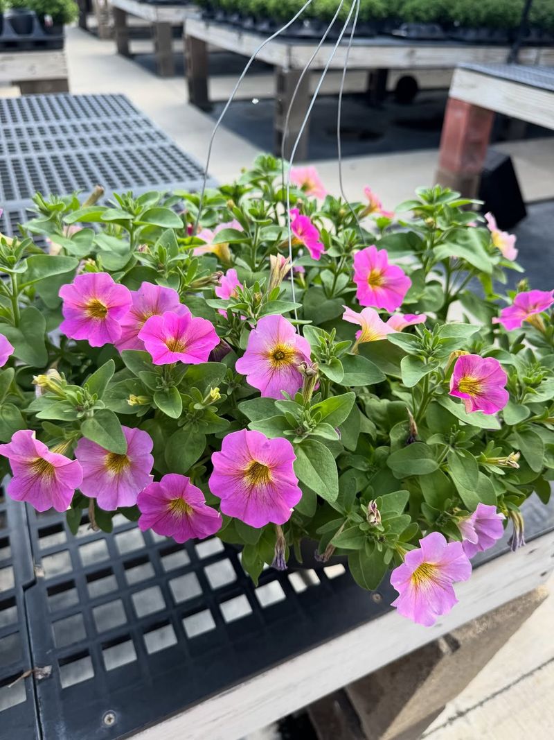 Natural Pest Deterrent Properties Keep Bugs Away