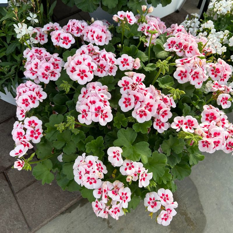 Variety Offers Endless Design Options