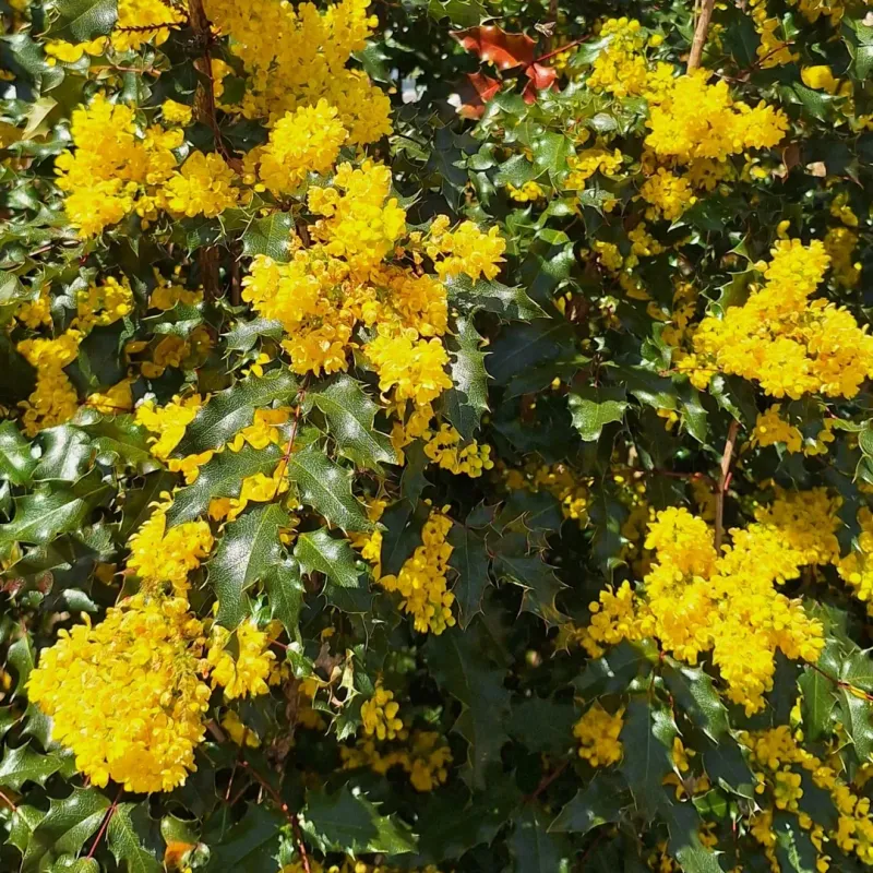 Native Range Supports Local Ecosystems