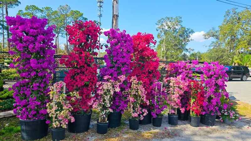 Privacy Screen Perfection