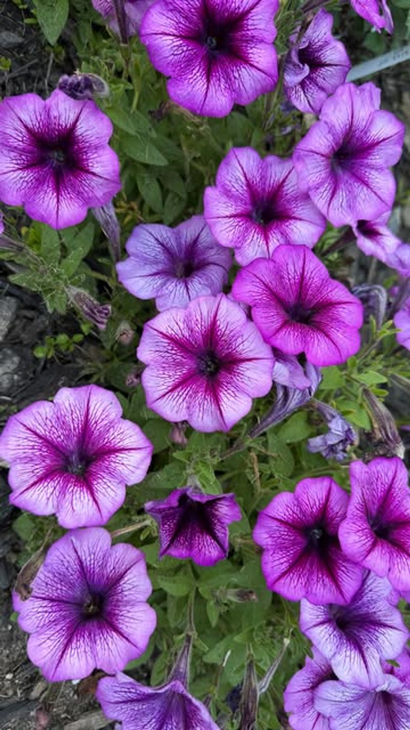 They Bloom Continuously from Spring Through Fall