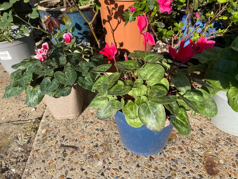 Deer And Rabbit Resistant For Peace Of Mind