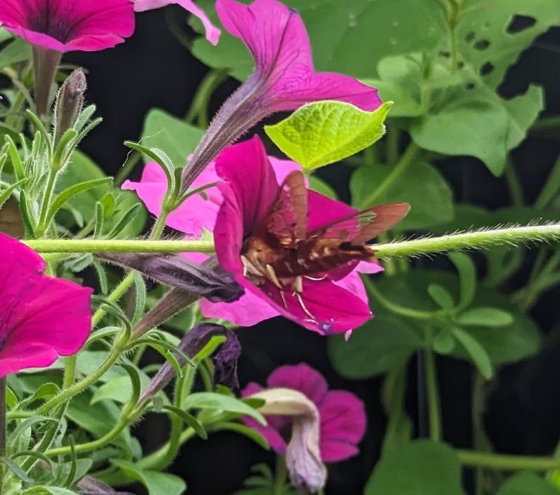 Attract Butterflies and Hummingbirds to Your Yard