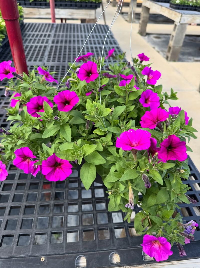 Continuous Blooms Create Nonstop Color