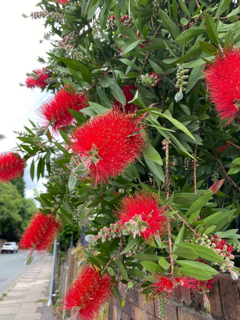 Grows To Perfect Privacy Screen Height