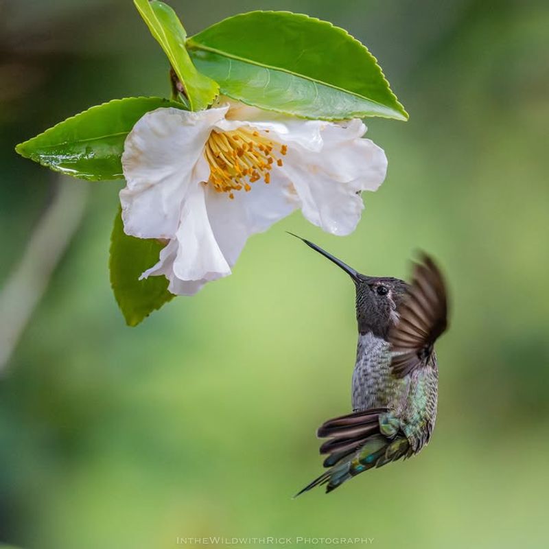 Attract Pollinators During Scarce Months