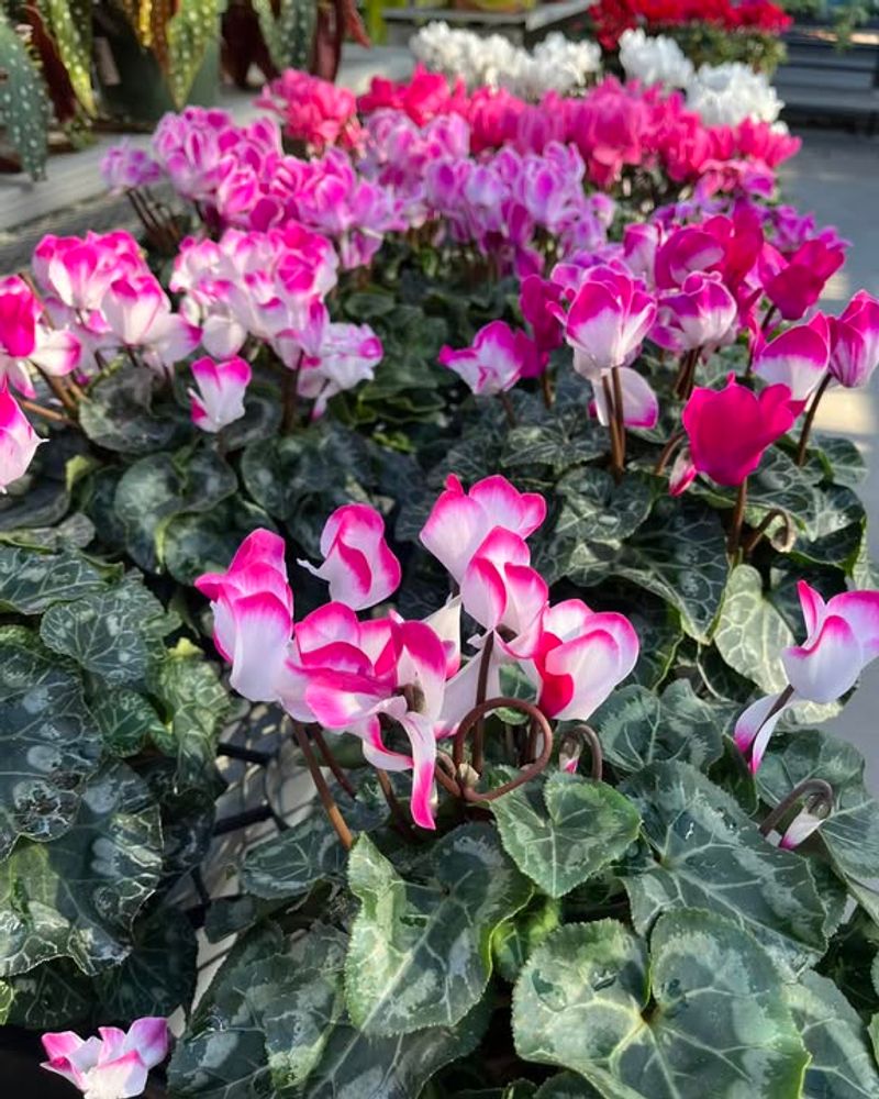 Long-Lasting Bloom Show