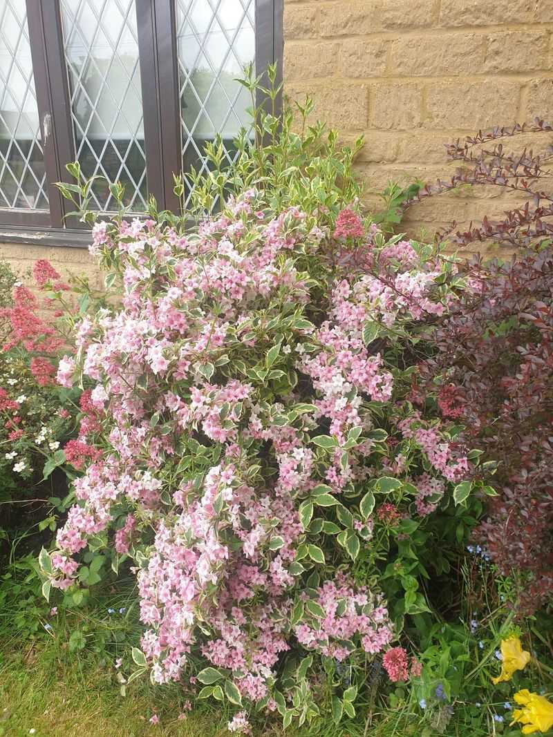 Compact Size Fits Small Yards And Tight Spaces