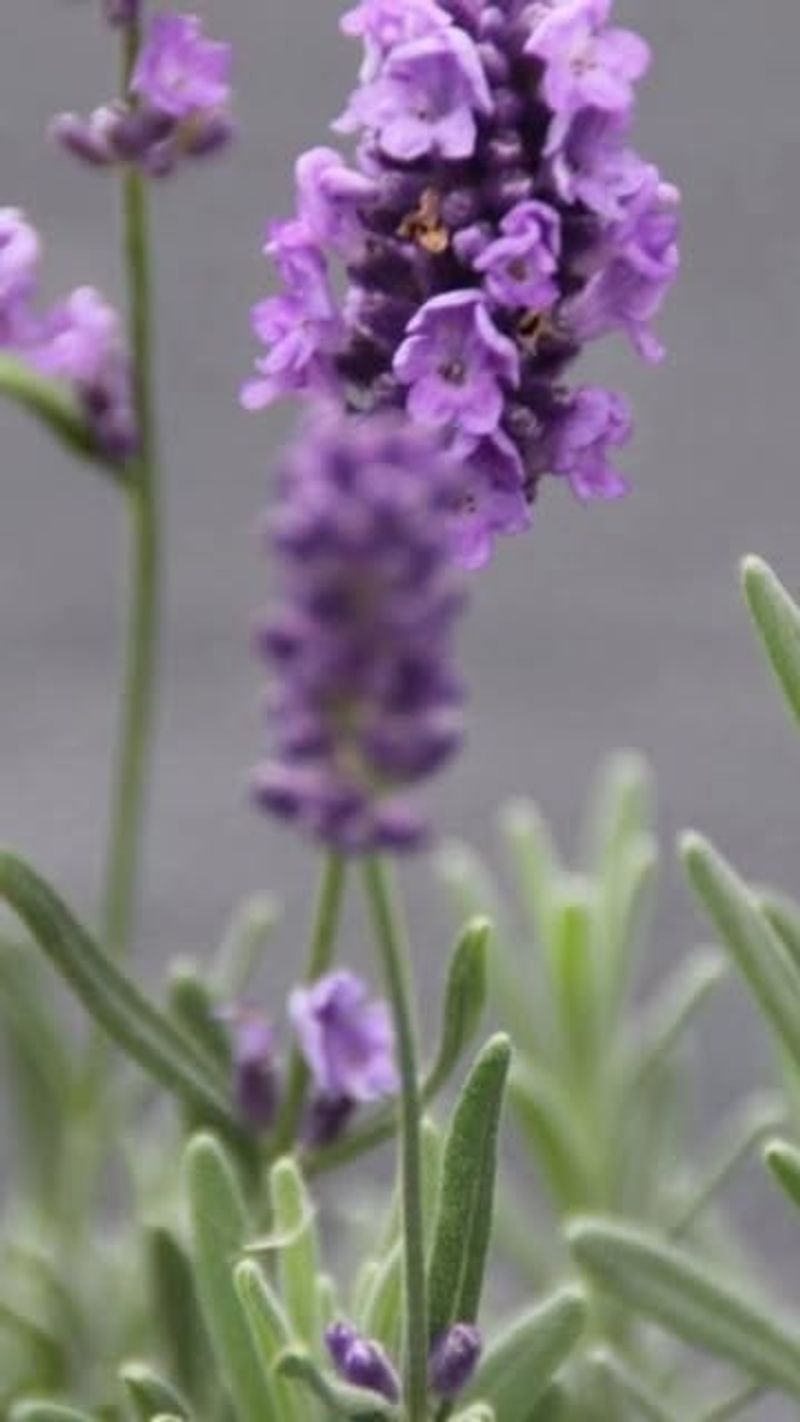 Provides Fresh Culinary Herbs