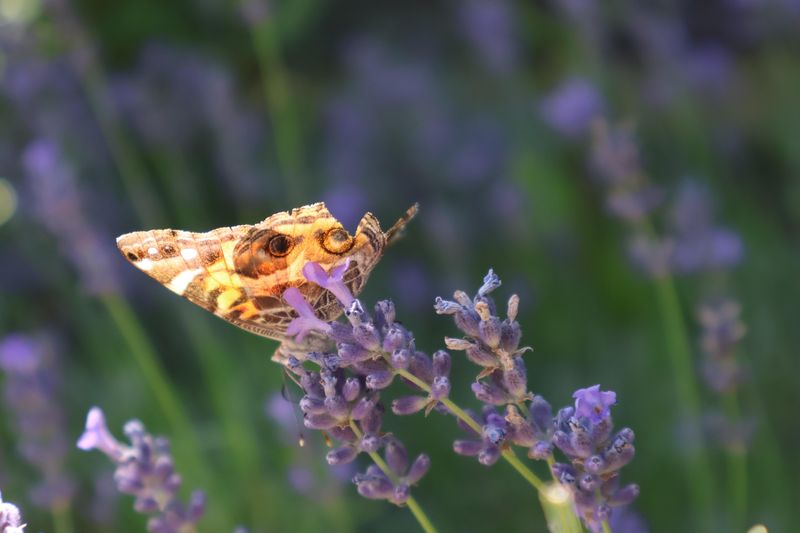 Attracts Beneficial Pollinators