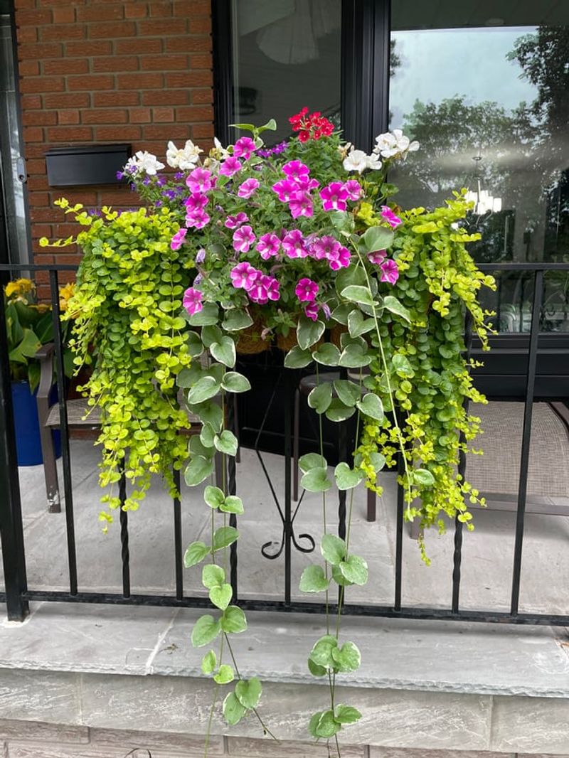 Perfect For Container Gardening