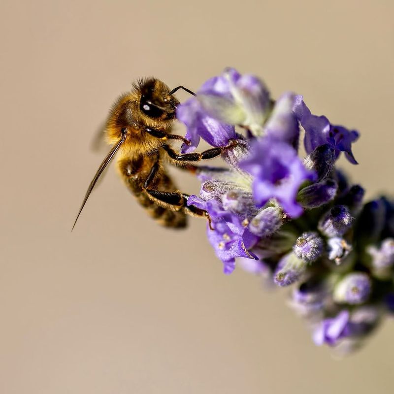 Attracts Beneficial Pollinators