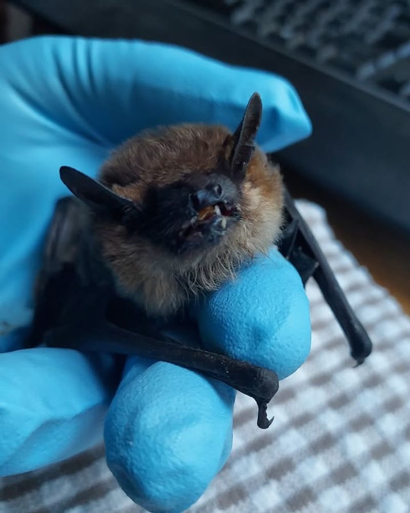 Clustered Plantings Amplify Attraction For Entire Bat Colonies