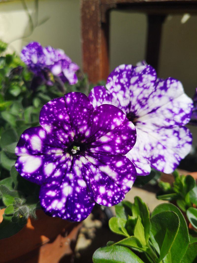 Perfect For Tennessee's Climate Conditions