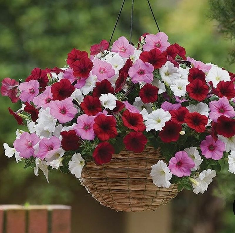 Perfect Container Growing Makes Them Patio-Friendly