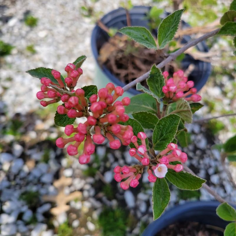 Beautiful Fall Foliage Extends Seasonal Interest