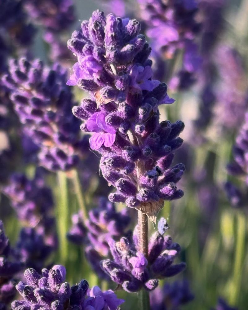 Creates Beautiful Purple Borders