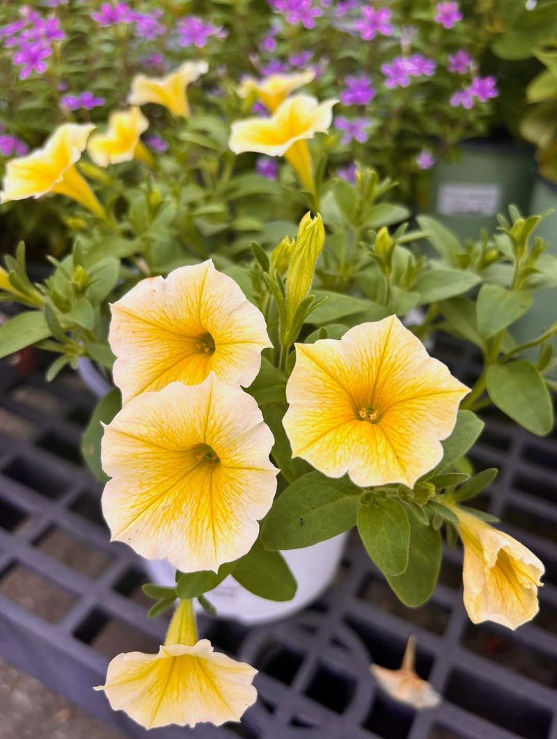 Perfect Container Plants for Small Spaces