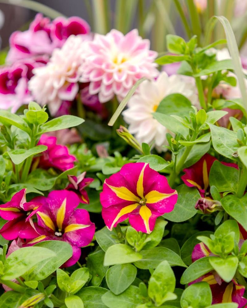 Fragrance Creates A Pleasant Outdoor Experience