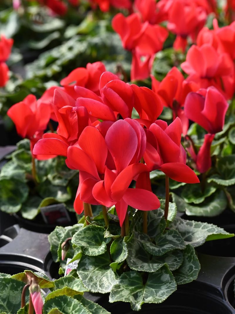 Vibrant Color Options Match Every Home Style