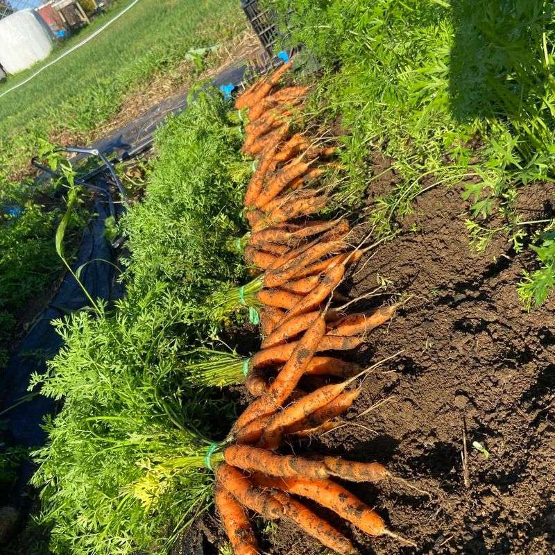 Ideal Day-Night Temperature Swings