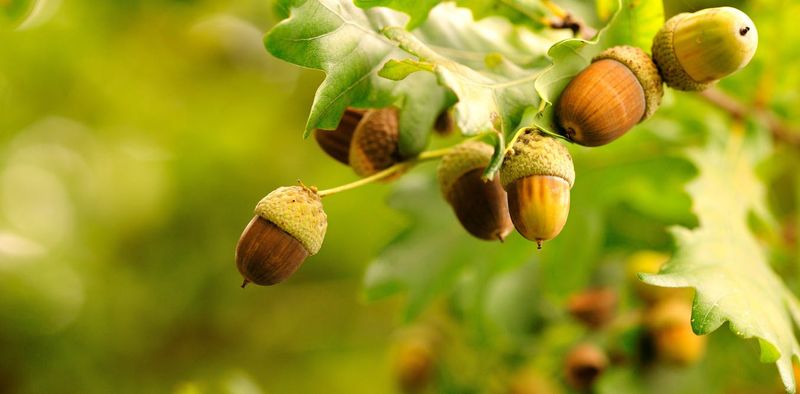 Synchronized Oak Species Timing