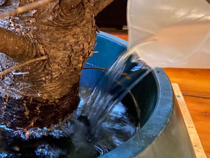 Add Tree Preservative To The Water