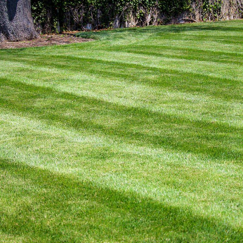Keep Mowing Until Growth Stops