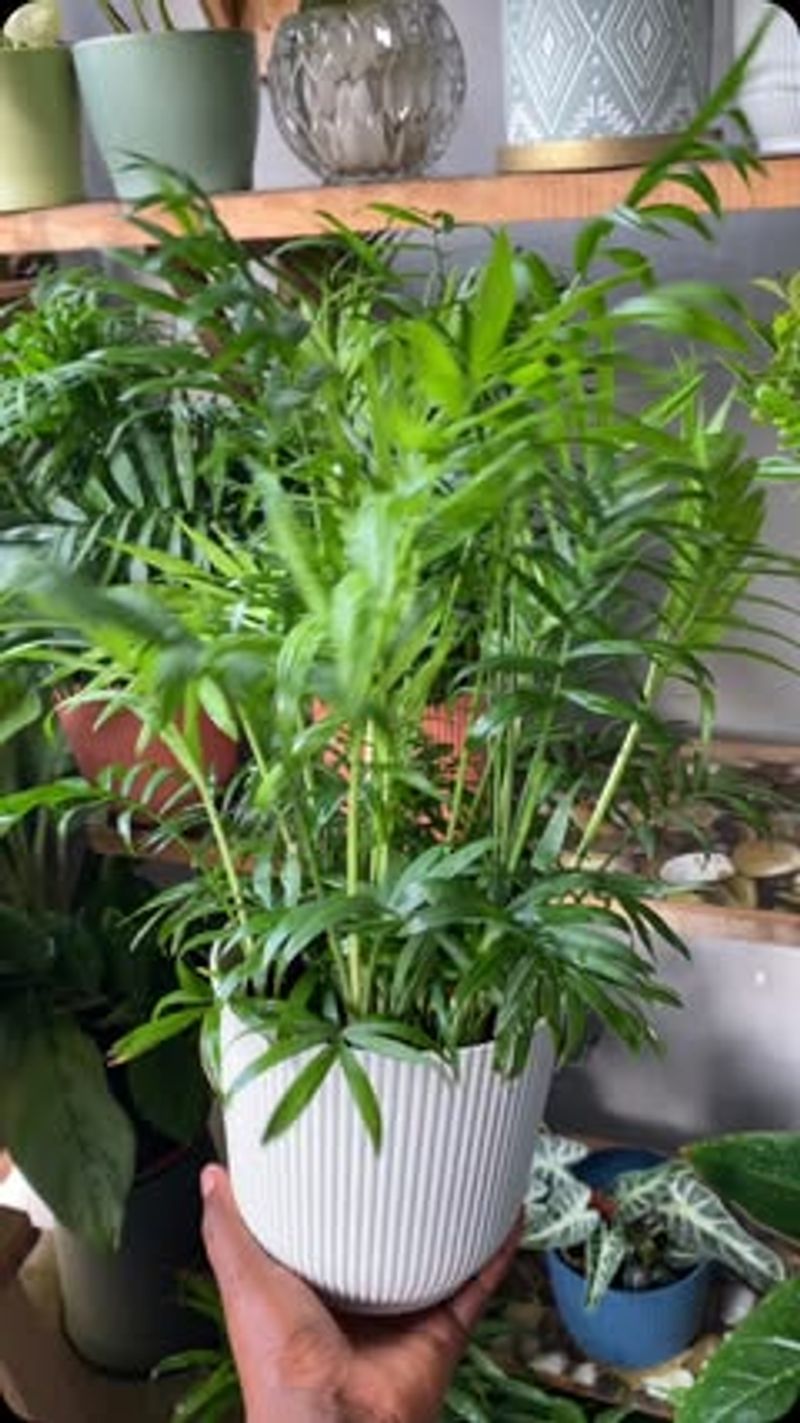 Parlor Palm (Chamaedorea Elegans)