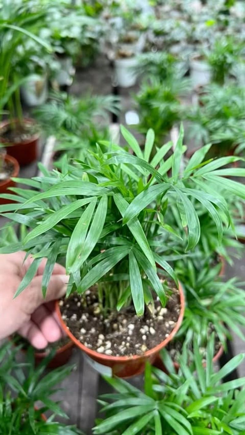Parlor Palm